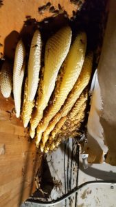 bee removal riverside california