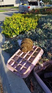 Bees in Sprinkler Valve Box