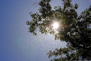 Bee Proofing in Riverside