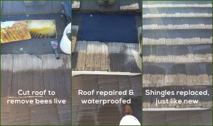 Bee removal repairs on attic