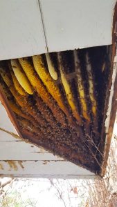 Bees in the eaves of a home