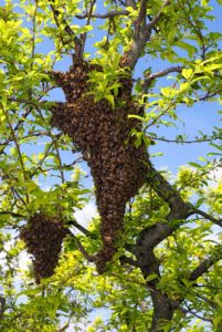 live bee removal riverside