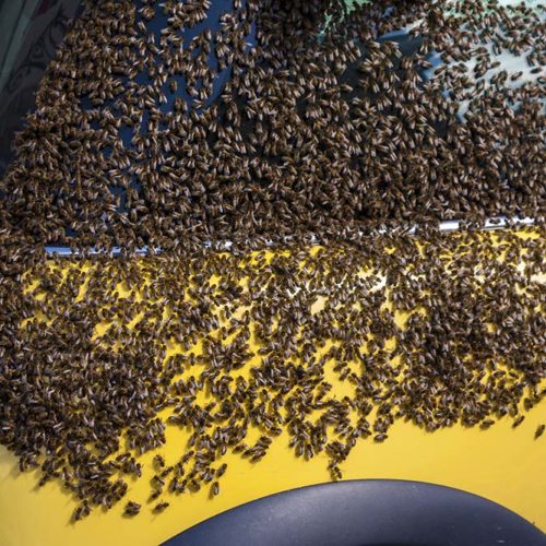 bee swarm menifee