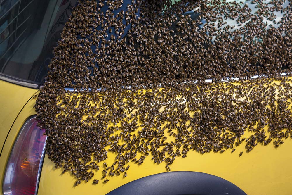 bee swarm menifee