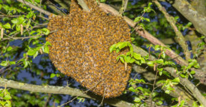 beehive in tree in riverside california