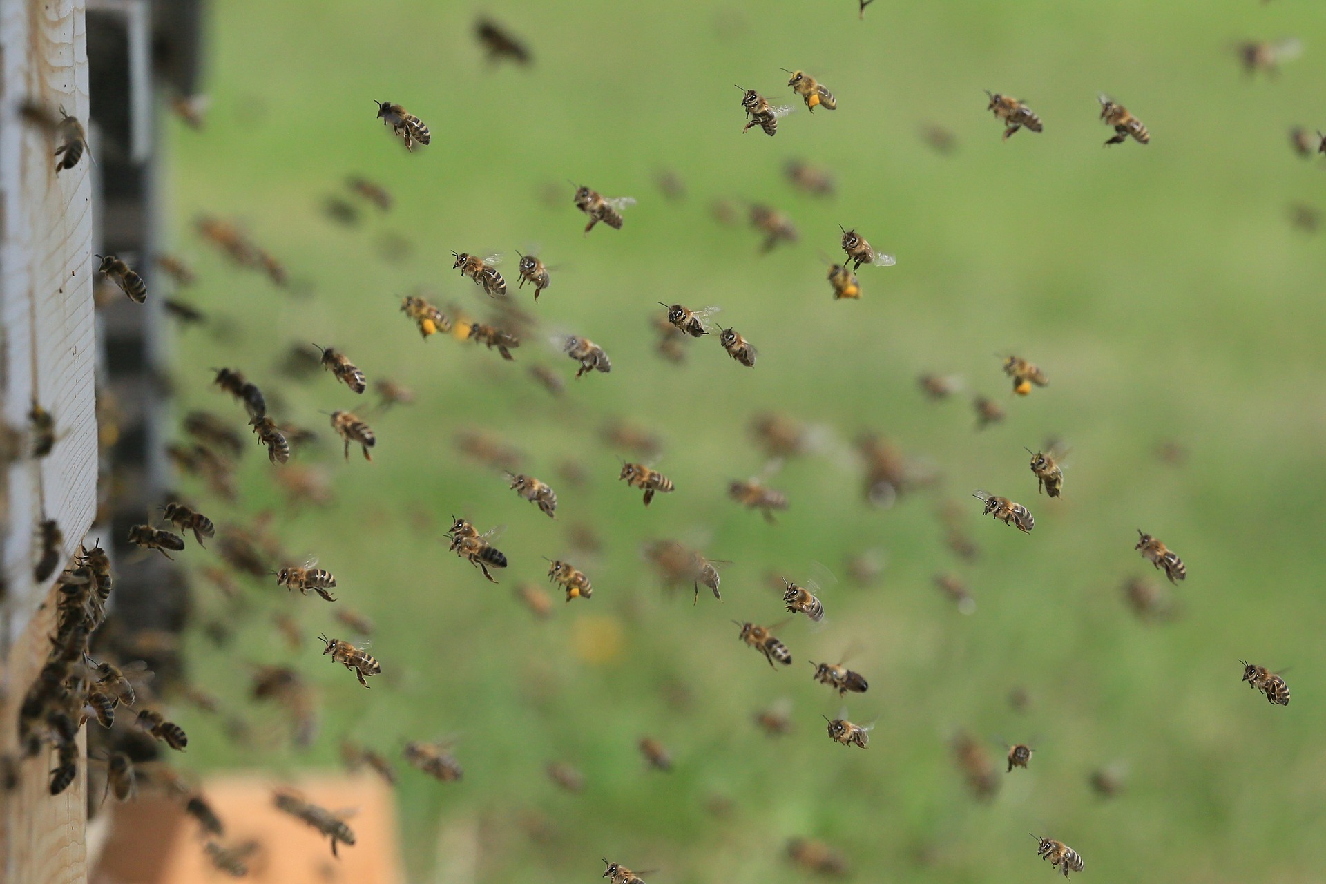 Beekeeper Riverside CA